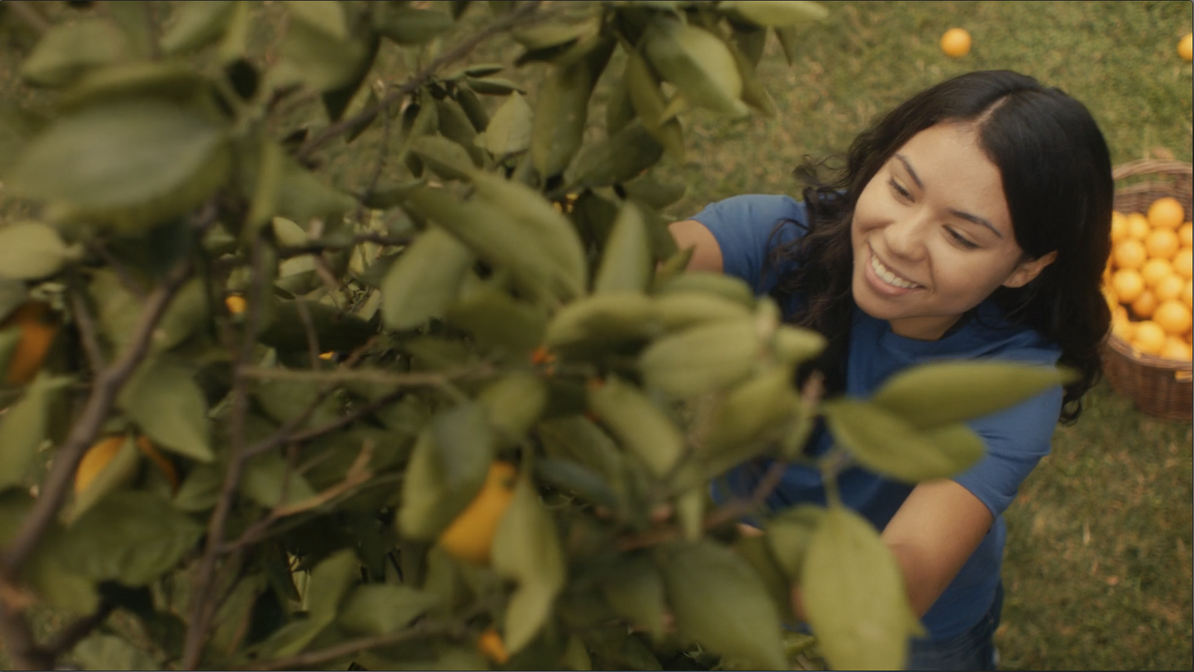 Woman gathering citrus fruit in a still from the Univision bilingual PSA
